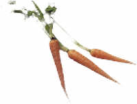 Carrots!