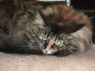 Olivia