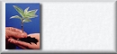 Blank Button