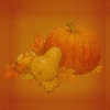 Thanksgiving Pumpkins