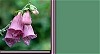 Foxglove on Green