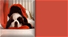 St. Bernard