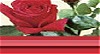 Red Rose