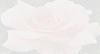 Soft Pink Rose