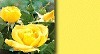 Yellow Rose