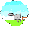 Sheep jumping