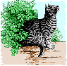 Tabby Cat