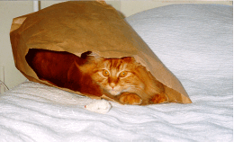 Ember in paper bag