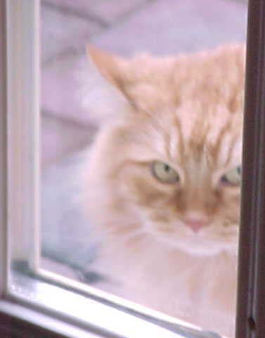 Ember, looking In