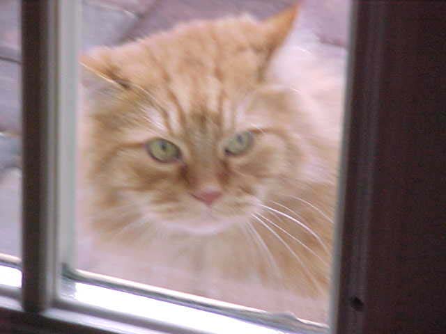 Ember again