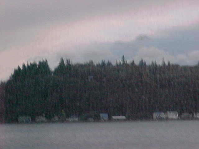 Trees on the shore