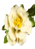 Yellow rose