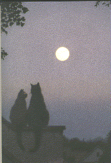 Cats and moon