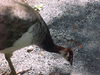 Peahen
