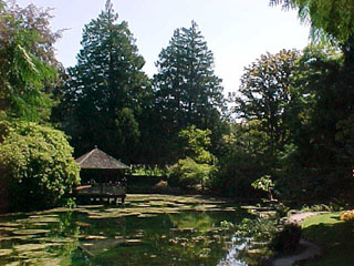 Tranquil wooded garden