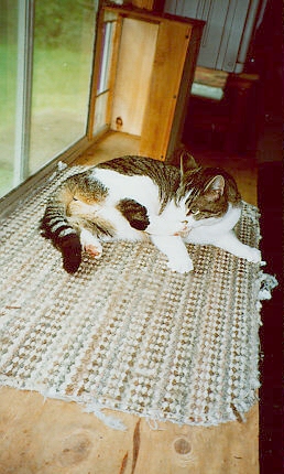 Pandy