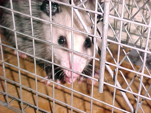 Possum Small