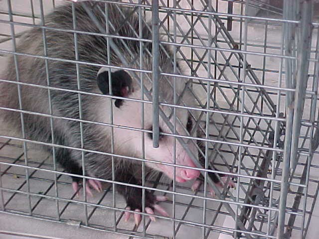 Possum: Freddie the Freeloader