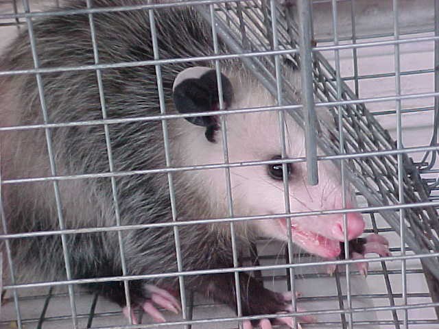 possum with mouth open, showing fear -- and more teeth than any other mammal