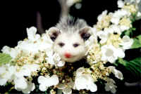 Possum in flowers