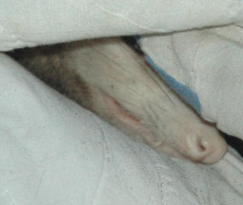 Possum noze an toof