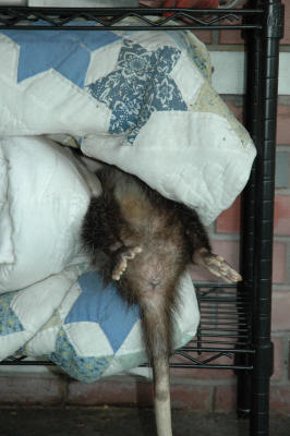 liddle possum feetz sticking out