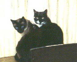 Ceilidh and 
Skye
