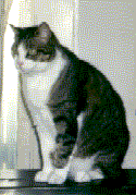 Tally