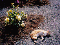 Yellow roze, yellow cat