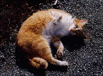 Shameless Kitty