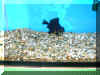 bfly.JPG (85405 bytes)