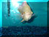 oscar.JPG (72006 bytes)