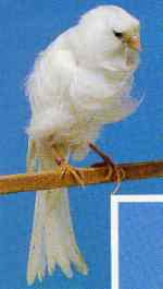 Coloured Frill
