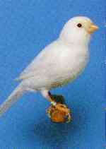 White Satinette