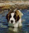 Delta pup