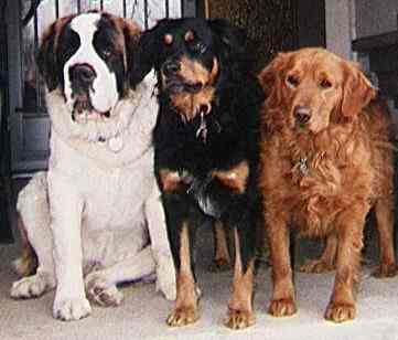 Dont know what I'd do without them, Delta, Daisy and Dixie