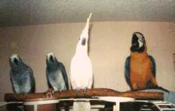 Fred,Wilma, Wiki Bird, and Shackley