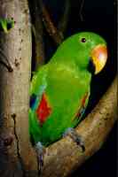 male eclectus