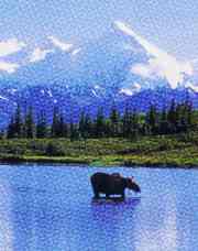 Moose