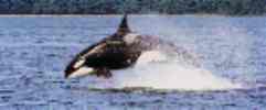 Orca