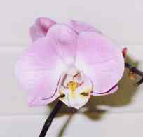 pink phal