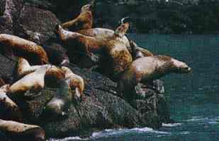 Sea Lions