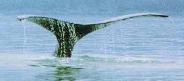 Tail