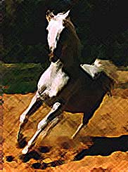 Lyristes (Lysander x Oriole) 1977 Bred by Craver Fa