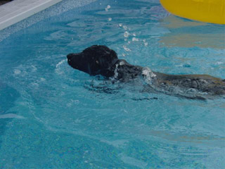 Kely Swimming