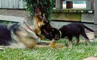 Peto & Susi
