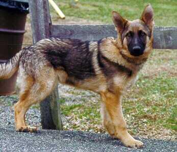Pimu at 5mos.