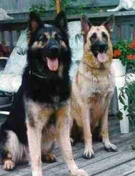 Sayber & Ravin