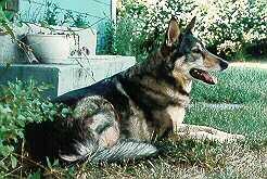 Windy 11yrs old
