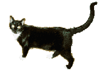 blcat